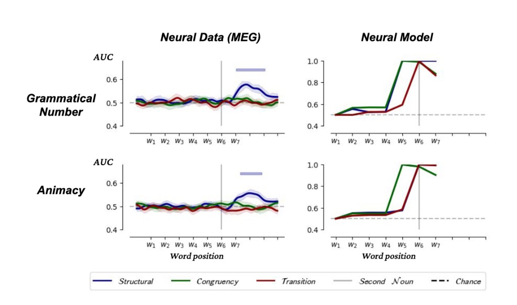 Decoding plots comparing human MEG data and an LSTM language model for grammatical number and animacy during sentence reading